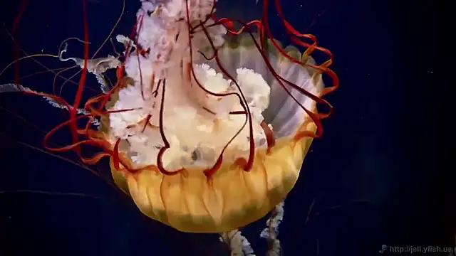 streamy test15 online show from 4, 11, 2025