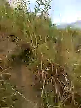 brigitht online show from 30, 1, 2025