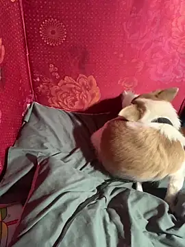 misu09 online show from 1, 11, 2025