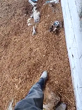 Snapshot of murokkk31 chatting on 15, 11, 2025 murokkk31 online show from 15, 11, 2025