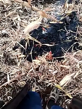 Snapshot of murokkk31 chatting on 27, 11, 2025 murokkk31 online show from 27, 11, 2025