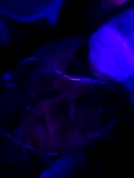 Hotpussy3ox online show from 1, 2, 2026