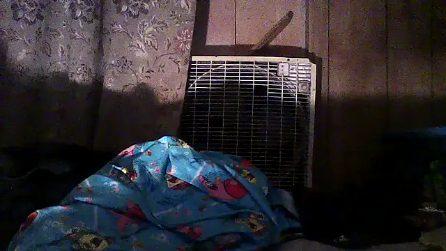 luke thighwalker2469 online show from 2, 12, 2025