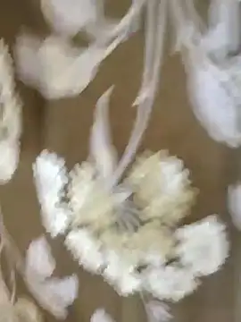 Raat ki rani  online show from 4, 1, 2025