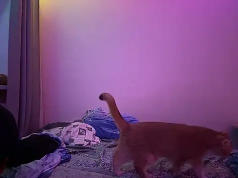 NimFF123 online show from 29, 1, 2025