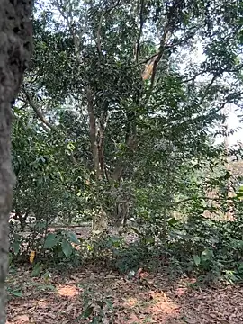 Hot Urvi online show from 23, 4, 2026