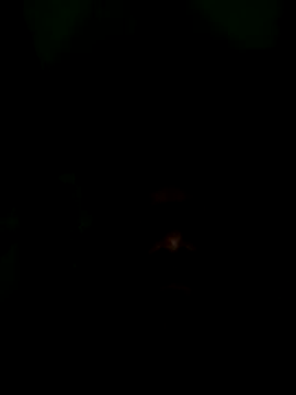 Long Laster online show from 12, 2, 2026