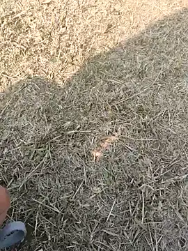 Gururonny07 online show from 16, 1, 2025