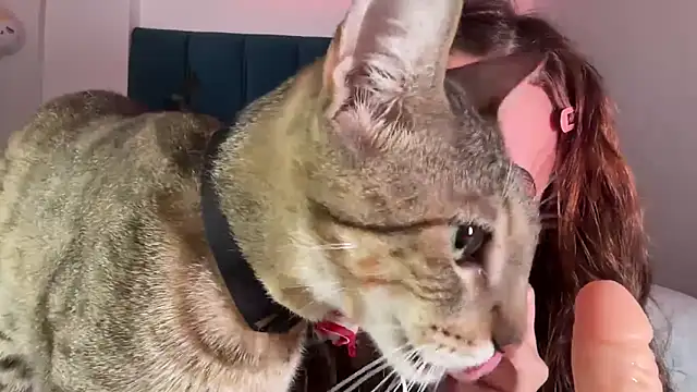 alice guerin  online show from 20, 2, 2026