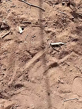 Snapshot of paugrande453 chatting on 24, 9, 2025 paugrande453 online show from 24, 9, 2025