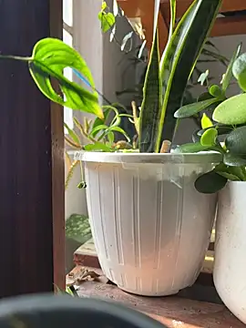 alburt 1996 online show from 31, 12, 2024