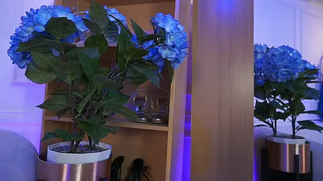 elasummer online show from 4, 2, 2026