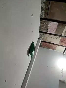 Snapshot of Masti441 chatting on 11, 2, 2025 Masti441 online show from 11, 2, 2025