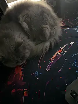 Leo-Cock online show from 26, 3, 2026