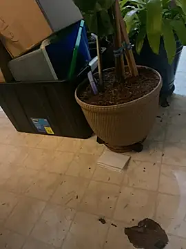 Snapshot of Thickirishcock850 chatting on 23, 3, 2026 Thickirishcock850 online show from 23, 3, 2026