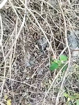 Snapshot of Guru2 chatting on 26, 1, 2025 Guru2 online show from 26, 1, 2025