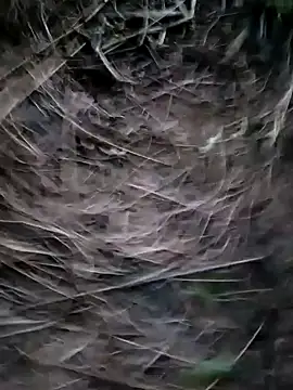 Snapshot of Guru2 chatting on 29, 1, 2025 Guru2 online show from 29, 1, 2025