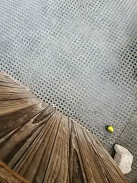 tesaodaweb online show from 15, 12, 2025