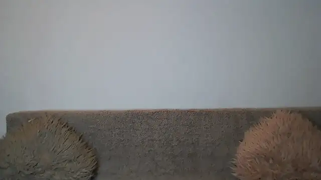 AshlineKatte online show from 9, 2, 2026