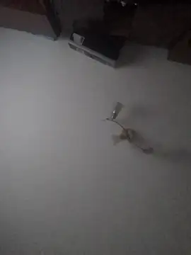 Snapshot of Lauren_Amabel chatting on 30, 1, 2025 Lauren Amabel online show from 30, 1, 2025