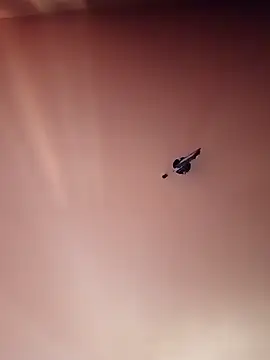 BR master online show from 19, 9, 2025