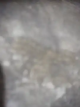 Snapshot of Feeroo11 chatting on 16, 4, 2026 Feeroo11 online show from 16, 4, 2026