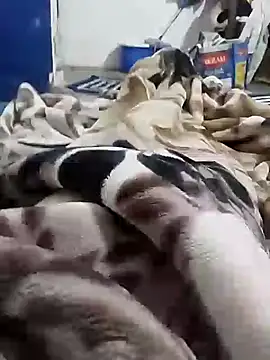 Snapshot of Playboy_bhabhi_00 chatting on 6, 2, 2025 Playboy bhabhi 00 online show from 6, 2, 2025