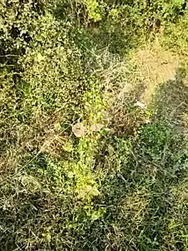 himvilohi08 online show from 10, 1, 2026