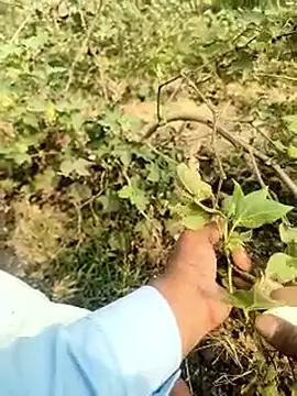 himvilohi08 online show from 5, 2, 2026