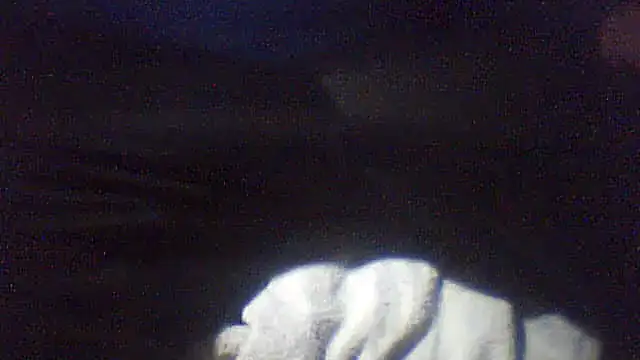 Snapshot of pietje1991 chatting on 10, 2, 2026 pietje1991 online show from 10, 2, 2026