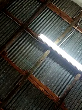 Fizozoo online show from 21, 9, 2025