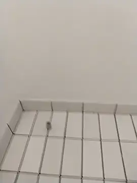 Ajayy01 online show from 31, 10, 2025