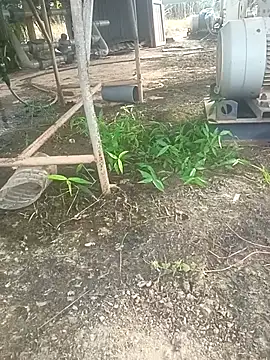 sima024 online show from 11, 11, 2025