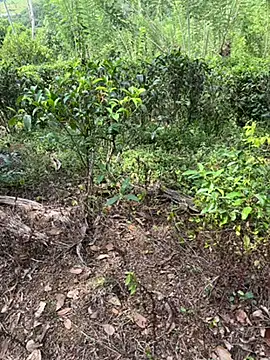 Snapshot of Gihan_sil1088 chatting on 20, 9, 2025 Gihan sil1088 online show from 20, 9, 2025