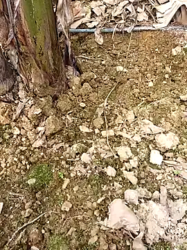 Sikici0734 online show from 24, 2, 2026