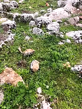 Sert erkek21 ysm online show from 26, 3, 2026