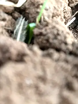 DirtybhabhiGoal online show from 22, 11, 2025