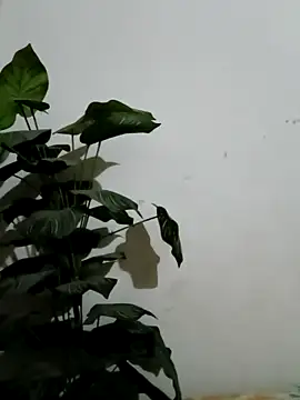 Jessica-03 online show from 4, 3, 2026