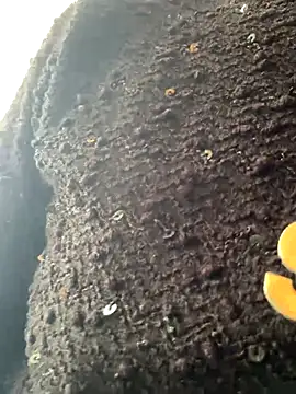 Emily-y online show from 17, 12, 2025