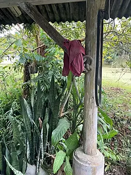 Monahliza online show from 6, 4, 2026