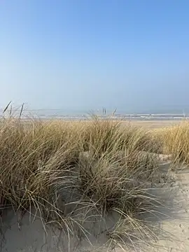 friemeldepiemel online show from 8, 3, 2026