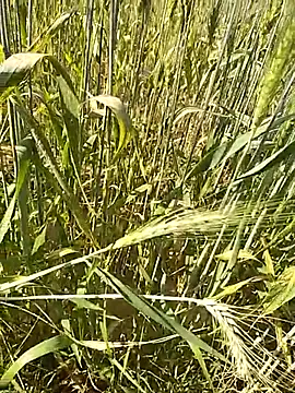 hornycouple20000 online show from 16, 2, 2026