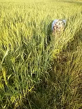 hornycouple20000 online show from 21, 2, 2026