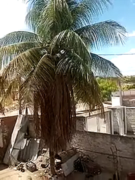     gozada---- online show from 9, 1, 2026