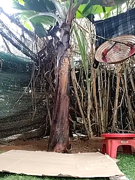 leona118 online show from 8, 4, 2026