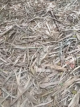 kalai 32 online show from 6, 2, 2026