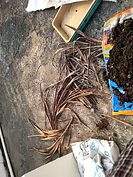 Snapshot of Castrol1289 chatting on 27, 2, 2026 Castrol1289 online show from 27, 2, 2026