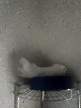 Snapshot of hydra0613 chatting on 22, 2, 2026 hydra0613 online show from 22, 2, 2026