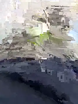 Nickysfd01 online show from 14, 4, 2026