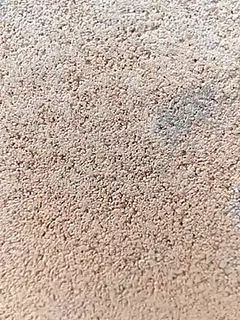 darwinmodell online show from 24, 4, 2026